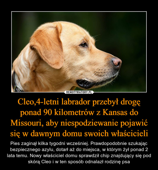 Cleo,4-letni labrador przebył drogę ponad 90 kilometrów z Kansas do Missouri, aby niespodziewanie pojawić się w dawnym domu swoich właścicieli – Pies zaginął kilka tygodni wcześniej. Prawdopodobnie szukając bezpiecznego azylu, dotarł aż do miejsca, w którym żył ponad 2 lata temu. Nowy właściciel domu sprawdził chip znajdujący się pod skórą Cleo i w ten sposób odnalazł rodzinę psa 