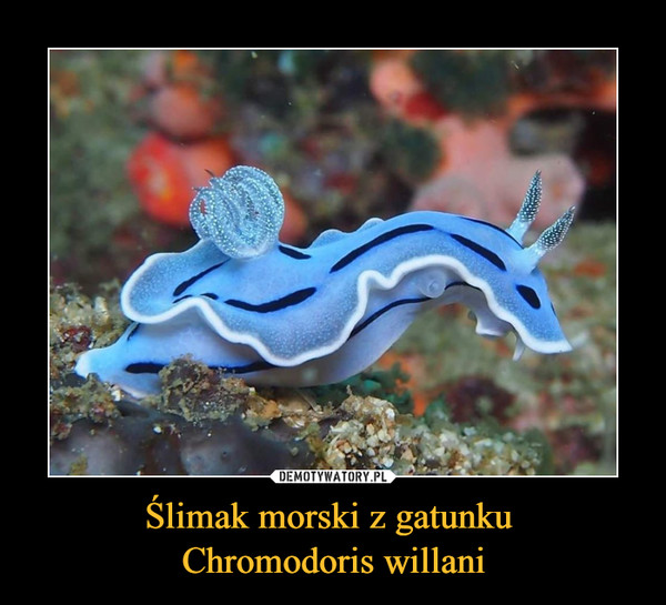 Ślimak morski z gatunku Chromodoris willani –  