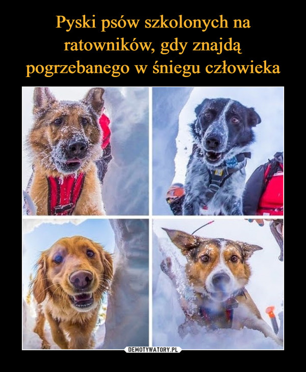 Pyski psów szkolonych na ratowników, gdy znajdą pogrzebanego w śniegu człowieka