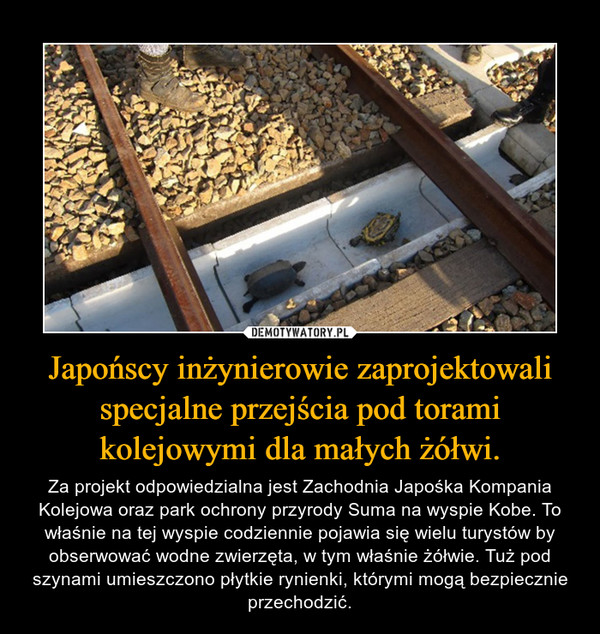 Japońscy inżynierowie zaprojektowali specjalne przejścia pod torami kolejowymi dla małych żółwi.