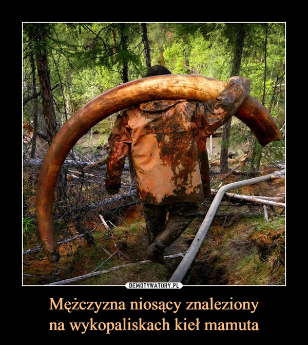 Mężczyzna niosący znaleziony
na wykopaliskach kieł mamuta