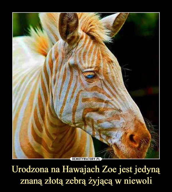 Urodzona na Hawajach Zoe jest jedyną znaną złotą zebrą żyjącą w niewoli –  