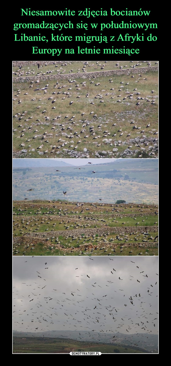 Niesamowite zdjęcia bocianów gromadzących się w południowym Libanie, które migrują z Afryki do Europy na letnie miesiące