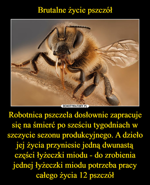 Robotnica pszczela dosłownie zapracuje się na śmierć po sześciu tygodniach w szczycie sezonu produkcyjnego. A dzieło jej życia przyniesie jedną dwunastą części łyżeczki miodu - do zrobienia jednej łyżeczki miodu potrzeba pracy całego życia 12 pszczół –  