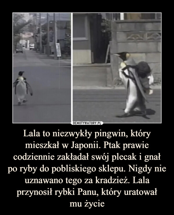 Lala to niezwykły pingwin, który mieszkał w Japonii. Ptak prawie codziennie zakładał swój plecak i gnał po ryby do pobliskiego sklepu. Nigdy nie uznawano tego za kradzież. Lala przynosił rybki Panu, który uratował
mu życie