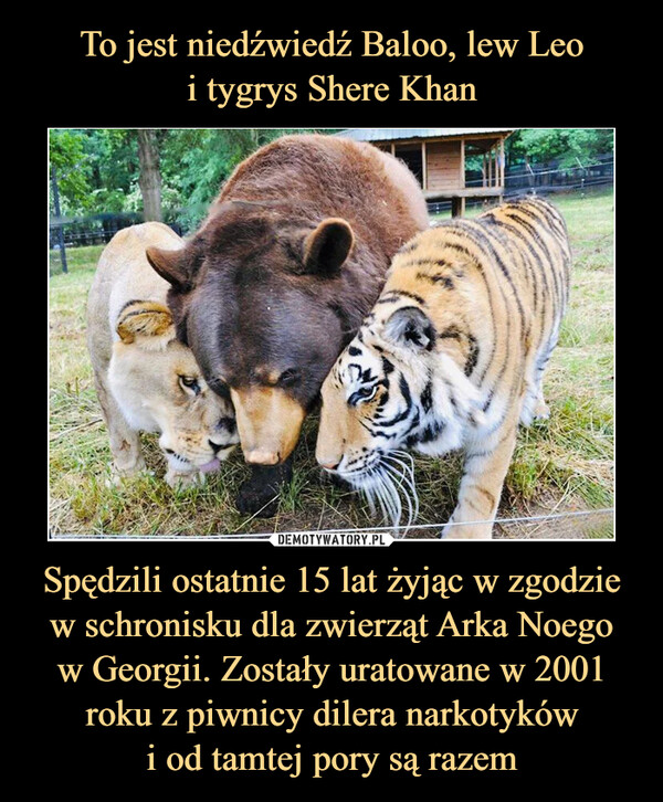 To jest niedźwiedź Baloo, lew Leo
i tygrys Shere Khan Spędzili ostatnie 15 lat żyjąc w zgodzie w schronisku dla zwierząt Arka Noego
w Georgii. Zostały uratowane w 2001 roku z piwnicy dilera narkotyków
i od tamtej pory są razem