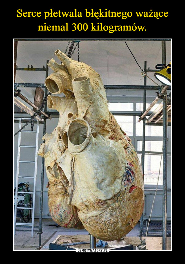 Serce płetwala błękitnego ważące niemal 300 kilogramów.