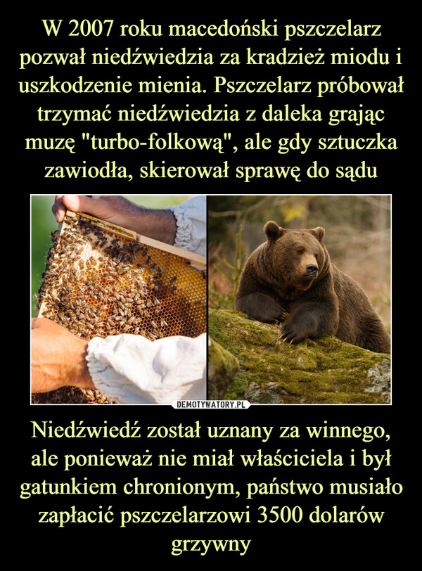 Niedźwiedź został uznany za winnego, ale ponieważ nie miał właściciela i był gatunkiem chronionym, państwo musiało zapłacić pszczelarzowi 3500 dolarów grzywny –  