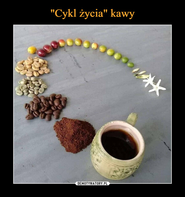 "Cykl życia" kawy