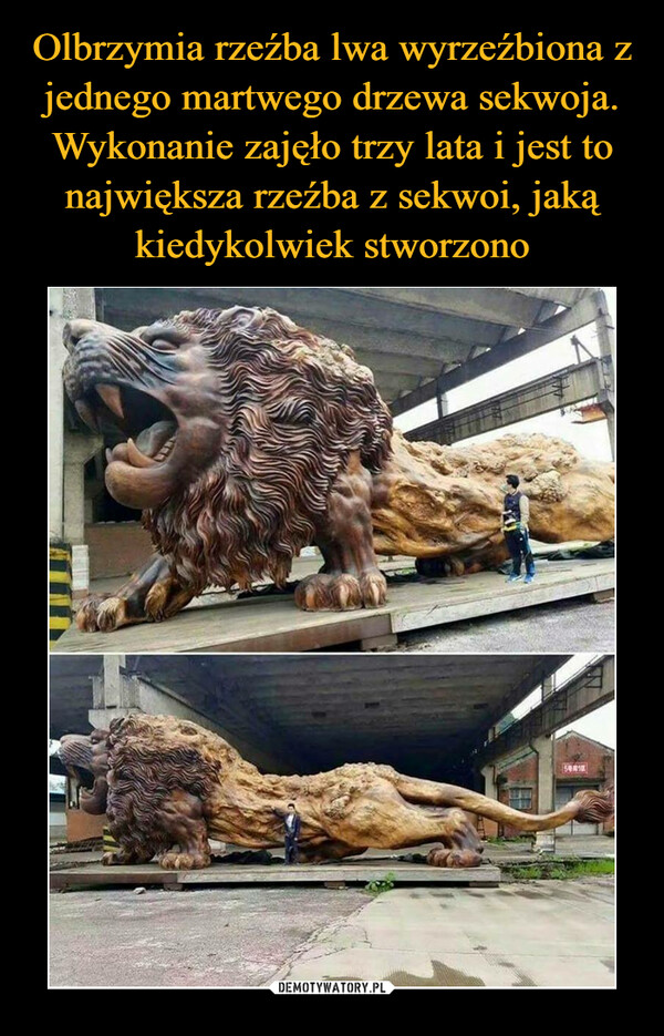 Olbrzymia rzeźba lwa wyrzeźbiona z jednego martwego drzewa sekwoja. Wykonanie zajęło trzy lata i jest to największa rzeźba z sekwoi, jaką kiedykolwiek stworzono