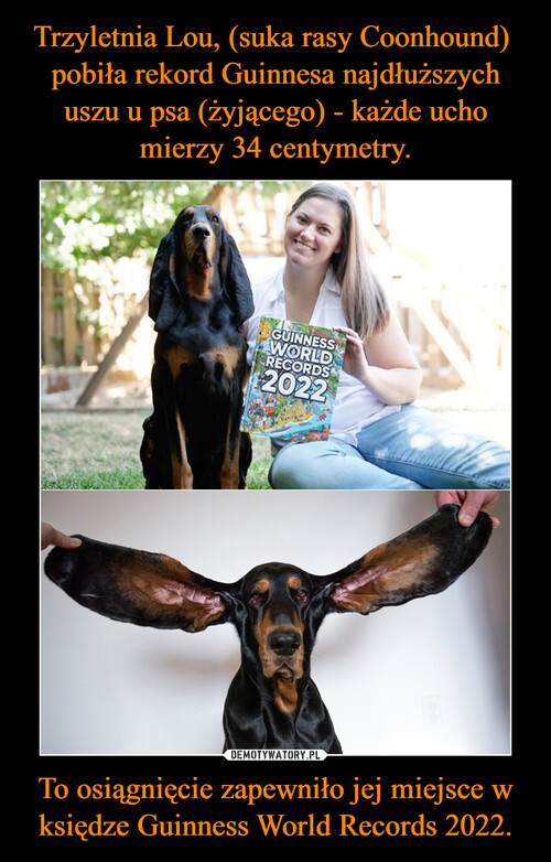 Trzyletnia Lou, (suka rasy Coonhound)  pobiła rekord Guinnesa najdłuższych uszu u psa (żyjącego) - każde ucho mierzy 34 centymetry. To osiągnięcie zapewniło jej miejsce w księdze Guinness World Records 2022.