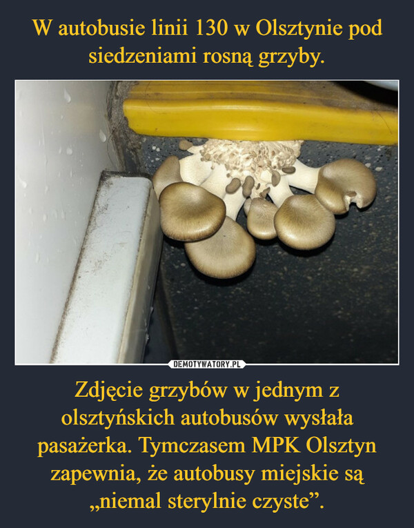 Zdjęcie grzybów w jednym z olsztyńskich autobusów wysłała pasażerka. Tymczasem MPK Olsztyn zapewnia, że autobusy miejskie są „niemal sterylnie czyste”. –  