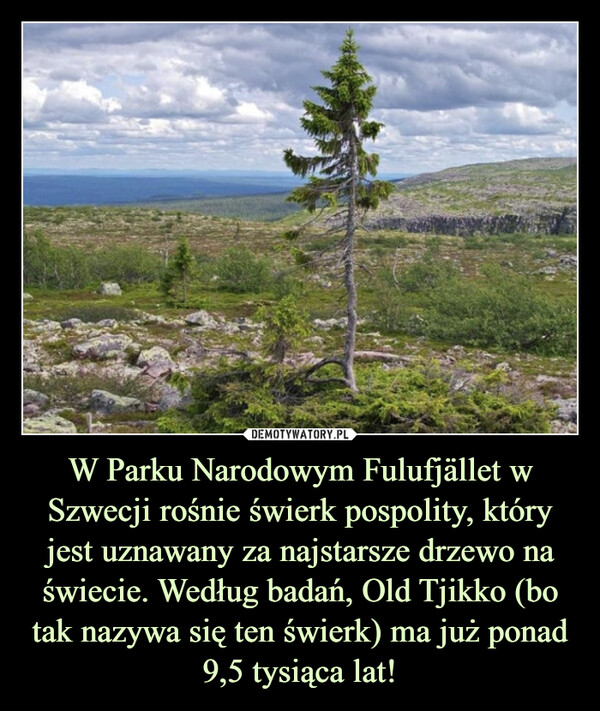 W Parku Narodowym Fulufjället w Szwecji rośnie świerk pospolity, który jest uznawany za najstarsze drzewo na świecie. Według badań, Old Tjikko (bo tak nazywa się ten świerk) ma już ponad 9,5 tysiąca lat! –  