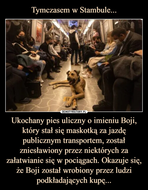 Tymczasem w Stambule... Ukochany pies uliczny o imieniu Boji, który stał się maskotką za jazdę publicznym transportem, został zniesławiony przez niektórych za załatwianie się w pociągach. Okazuje się, że Boji został wrobiony przez ludzi podkładających kupę...