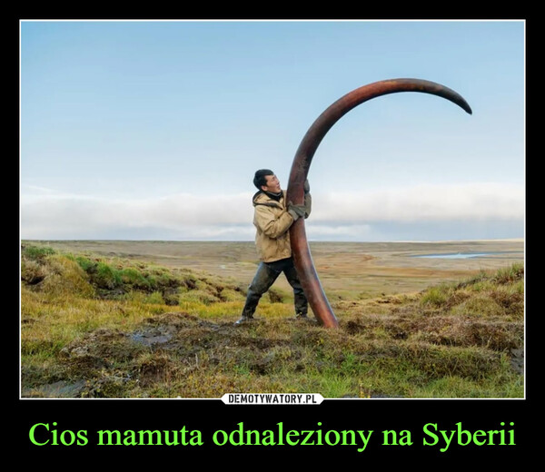 Cios mamuta odnaleziony na Syberii –  