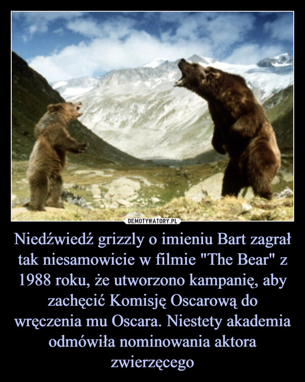 Niedźwiedź grizzly o imieniu Bart zagrał tak niesamowicie w filmie "The Bear" z 1988 roku, że utworzono kampanię, aby zachęcić Komisję Oscarową do wręczenia mu Oscara. Niestety akademia odmówiła nominowania aktora zwierzęcego