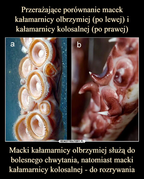 Przerażające porównanie macek kałamarnicy olbrzymiej (po lewej) i kałamarnicy kolosalnej (po prawej) Macki kałamarnicy olbrzymiej służą do bolesnego chwytania, natomiast macki kałamarnicy kolosalnej - do rozrywania