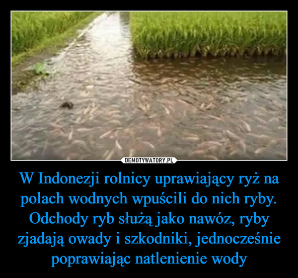 W Indonezji rolnicy uprawiający ryż na polach wodnych wpuścili do nich ryby. Odchody ryb służą jako nawóz, ryby zjadają owady i szkodniki, jednocześnie poprawiając natlenienie wody –  