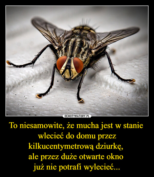 To niesamowite, że mucha jest w stanie wlecieć do domu przez kilkucentymetrową dziurkę, ale przez duże otwarte okno już nie potrafi wylecieć... –  