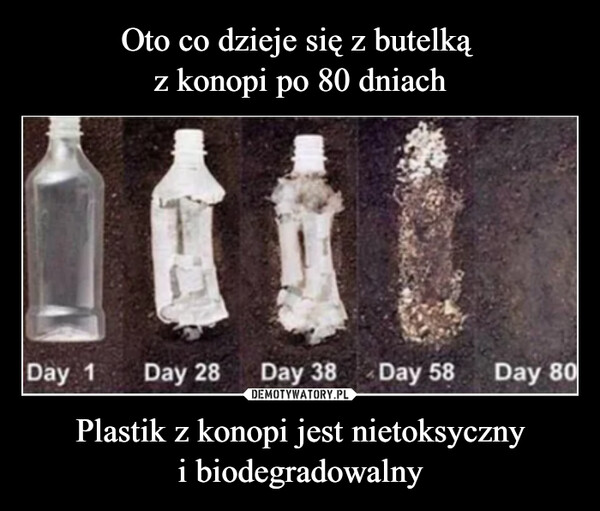 Plastik z konopi jest nietoksycznyi biodegradowalny –  Day 1 Day 28 Day 38 Day 58 Day 80