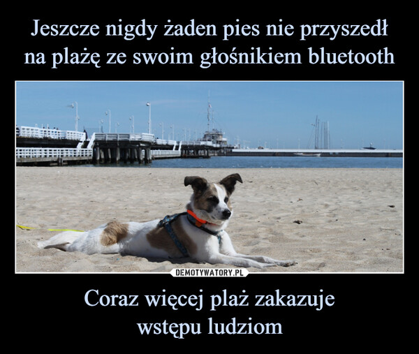 Jeszcze nigdy żaden pies nie przyszedł na plażę ze swoim głośnikiem bluetooth Coraz więcej plaż zakazuje
wstępu ludziom
