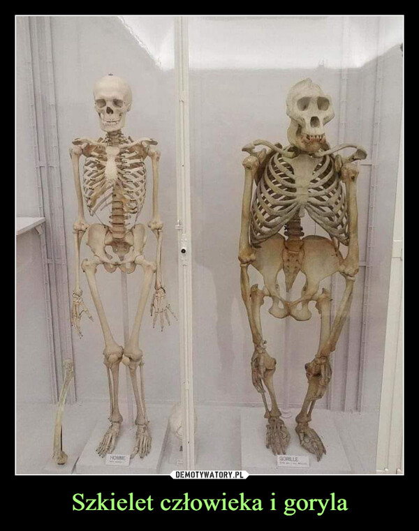 Szkielet człowieka i goryla –  