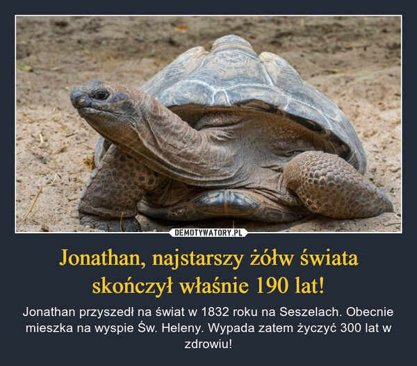 Jonathan, najstarszy żółw świata skończył właśnie 190 lat!