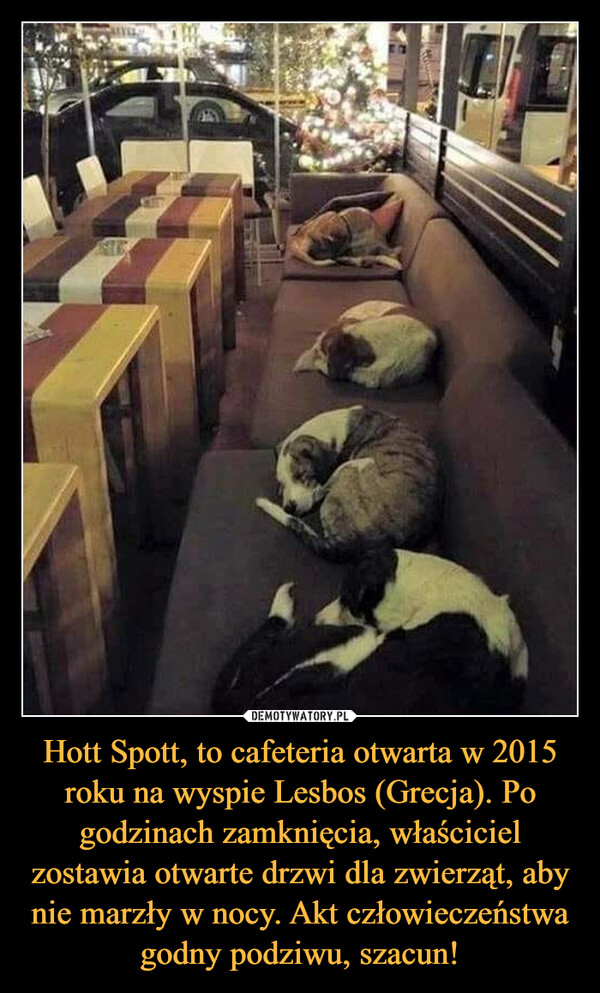 Hott Spott, to cafeteria otwarta w 2015 roku na wyspie Lesbos (Grecja). Po godzinach zamknięcia, właściciel zostawia otwarte drzwi dla zwierząt, aby nie marzły w nocy. Akt człowieczeństwa godny podziwu, szacun! –  