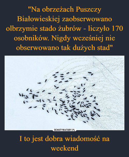 "Na obrzeżach Puszczy Białowieskiej zaobserwowano olbrzymie stado żubrów - liczyło 170 osobników. Nigdy wcześniej nie obserwowano tak dużych stad" I to jest dobra wiadomość na weekend