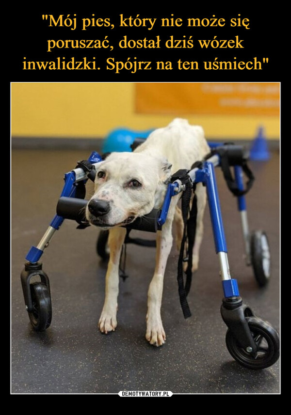 "Mój pies, który nie może się poruszać, dostał dziś wózek inwalidzki. Spójrz na ten uśmiech"