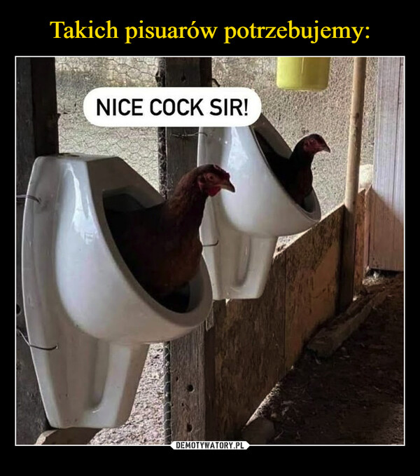  –  Nice cock sir!