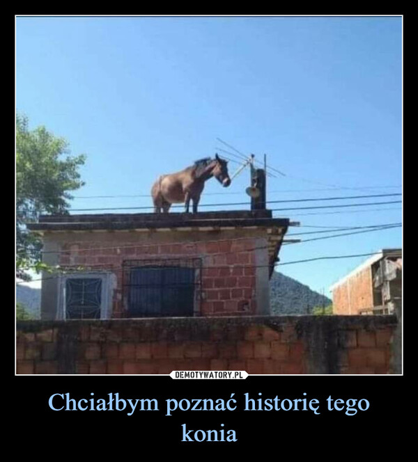 Chciałbym poznać historię tego konia –  