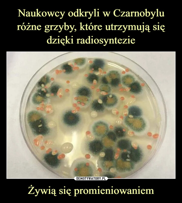 Naukowcy odkryli w Czarnobylu różne grzyby, które utrzymują się dzięki radiosyntezie Żywią się promieniowaniem