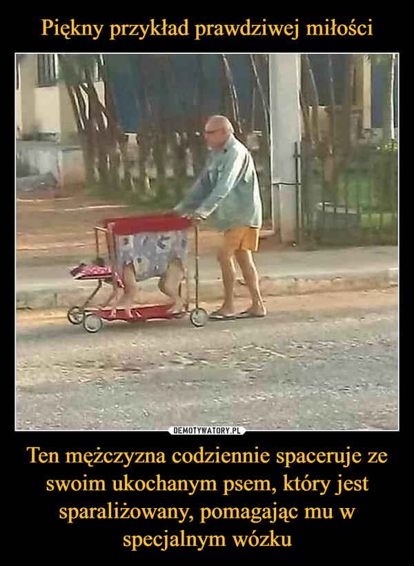 Piękny przykład prawdziwej miłości Ten mężczyzna codziennie spaceruje ze swoim ukochanym psem, który jest sparaliżowany, pomagając mu w specjalnym wózku