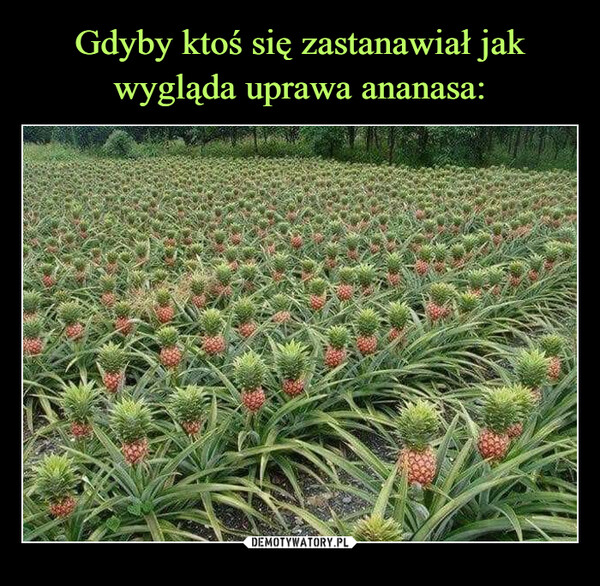 Gdyby ktoś się zastanawiał jak wygląda uprawa ananasa: