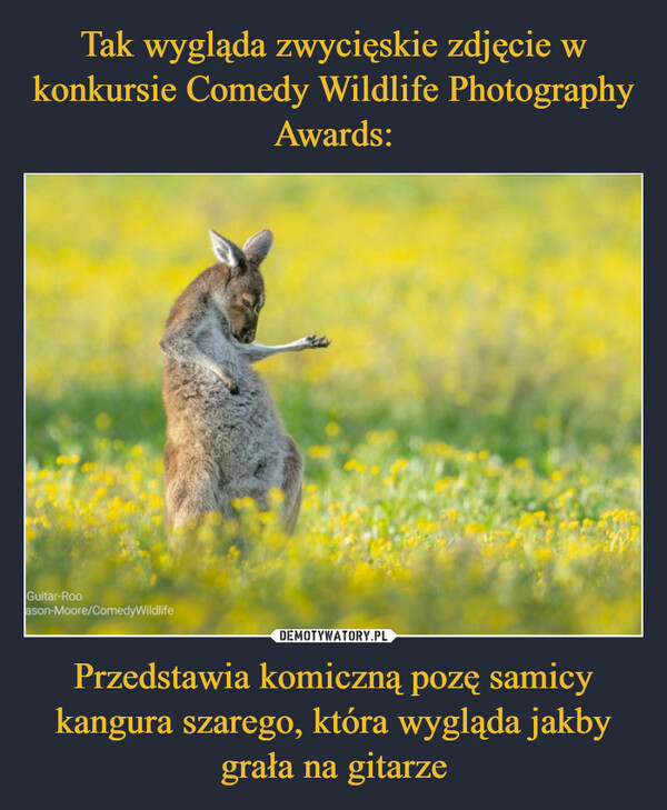 Przedstawia komiczną pozę samicy kangura szarego, która wygląda jakby grała na gitarze –  Guitar-Rooason-Moore/Comedy Wildlife