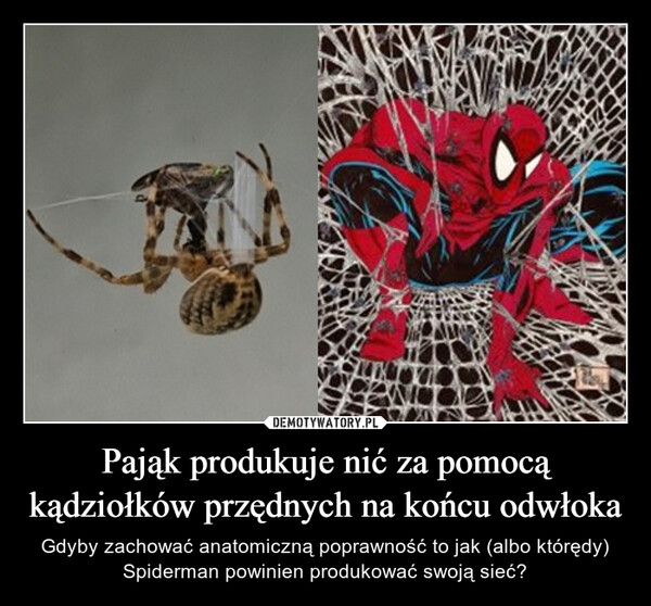 Pająk produkuje nić za pomocą kądziołków przędnych na końcu odwłoka – Gdyby zachować anatomiczną poprawność to jak (albo którędy) Spiderman powinien produkować swoją sieć? 27