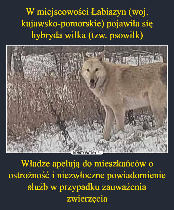 Władze apelują do mieszkańców o ostrożność i niezwłoczne powiadomienie służb w przypadku zauważenia zwierzęcia –  演