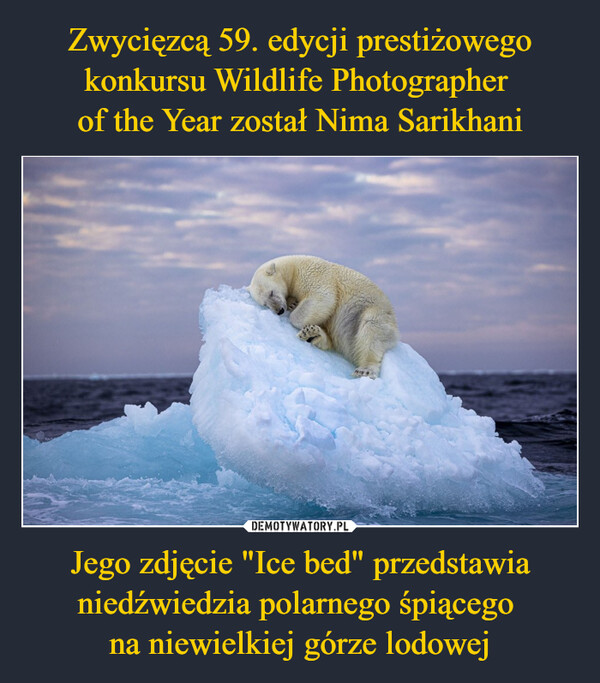 Jego zdjęcie "Ice bed" przedstawia niedźwiedzia polarnego śpiącego na niewielkiej górze lodowej –  