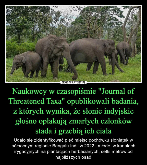 Naukowcy w czasopiśmie "Journal of Threatened Taxa" opublikowali badania, z których wynika, że słonie indyjskie głośno opłakują zmarłych członków stada i grzebią ich ciała