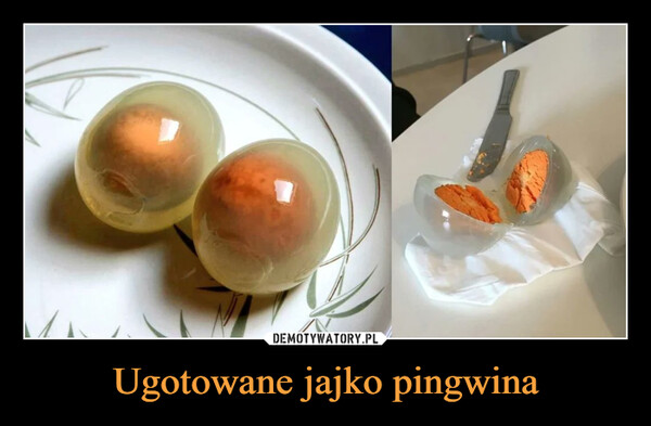 Ugotowane jajko pingwina –  