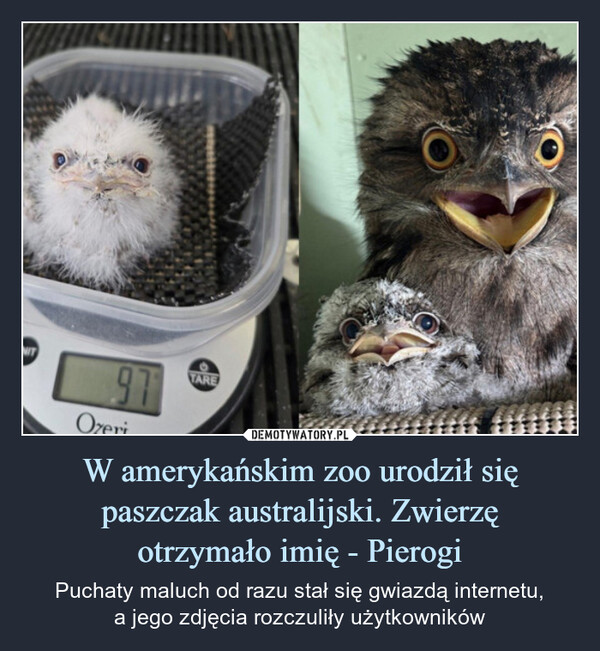 W amerykańskim zoo urodził się paszczak australijski. Zwierzęotrzymało imię - Pierogi – Puchaty maluch od razu stał się gwiazdą internetu,a jego zdjęcia rozczuliły użytkowników Oze911TARE