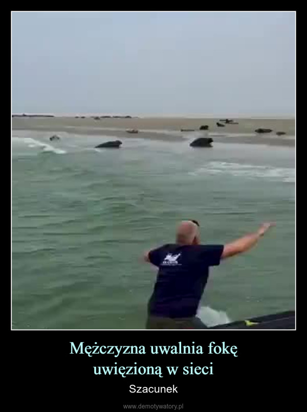 Mężczyzna uwalnia fokęuwięzioną w sieci – Szacunek 