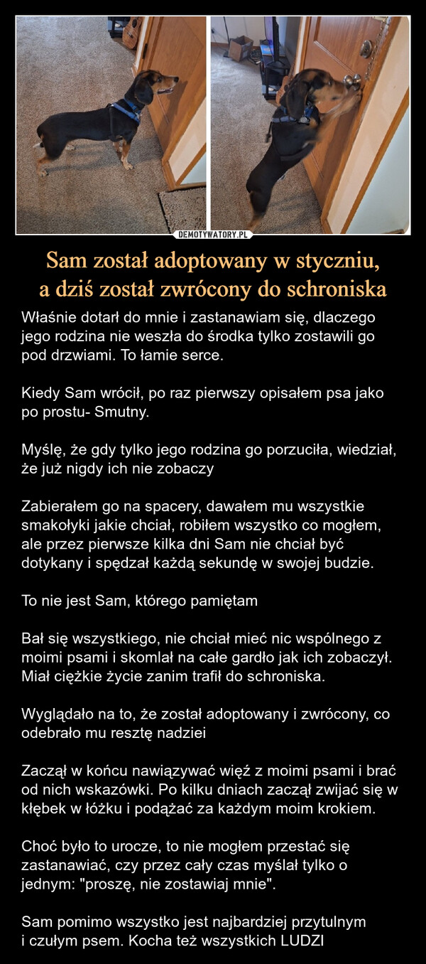 Sam został adoptowany w styczniu,a dziś został zwrócony do schroniska – Właśnie dotarł do mnie i zastanawiam się, dlaczego jego rodzina nie weszła do środka tylko zostawili go pod drzwiami. To łamie serce. Kiedy Sam wrócił, po raz pierwszy opisałem psa jako po prostu- Smutny.Myślę, że gdy tylko jego rodzina go porzuciła, wiedział, że już nigdy ich nie zobaczyZabierałem go na spacery, dawałem mu wszystkie smakołyki jakie chciał, robiłem wszystko co mogłem, ale przez pierwsze kilka dni Sam nie chciał być dotykany i spędzał każdą sekundę w swojej budzie.To nie jest Sam, którego pamiętamBał się wszystkiego, nie chciał mieć nic wspólnego z moimi psami i skomlał na całe gardło jak ich zobaczył. Miał ciężkie życie zanim trafił do schroniska.Wyglądało na to, że został adoptowany i zwrócony, co odebrało mu resztę nadzieiZaczął w końcu nawiązywać więź z moimi psami i brać od nich wskazówki. Po kilku dniach zaczął zwijać się w kłębek w łóżku i podążać za każdym moim krokiem. Choć było to urocze, to nie mogłem przestać się zastanawiać, czy przez cały czas myślał tylko o jednym: "proszę, nie zostawiaj mnie".Sam pomimo wszystko jest najbardziej przytulnymi czułym psem. Kocha też wszystkich LUDZI Właśnie dotarł do mnie i zastanawiam się, dlaczego jego rodzina nie weszła do środka tylko zostawili go pod drzwiami. To łamie serce. Kiedy Sam wrócił, po raz pierwszy opisałem psa jako po prostu- Smutny.Myślę, że gdy tylko jego rodzina go porzuciła, wiedział, że już nigdy ich nie zobaczy.Zabierałem go na spacery, dawałem mu wszystkie smakołyki jakie chciał, robiłem wszystko co mogłem, ale przez pierwsze kilka dni Sam nie chciał być dotykany i spędzał każdą sekundę w swojej budzie.To nie jest Sam, którego pamiętamBał się wszystkiego, nie chciał mieć nic wspólnego z moimi psami i skomlał na całe gardło jak ich zobaczył. Miał ciężkie życie zanim trafił do schroniska.Wyglądało na to, że został adoptowany i zwrócony, co odebrało mu resztę nadzieiZaczął w końcu nawiązywać więź z moimi psami i brać od nich wskazówki. Po kilku dniach zaczął zwijać się w kłębek w łóżku i podążać za każdym moim krokiem. Choć było to urocze, to nie mogłem przestać się zastanawiać, czy przez cały czas myślał tylko o jednym: "proszę, nie zostawiaj mnie".Sam pomino wszystko jest najbardziej przytulnym i czułym psem. Kocha też wszystkich ludzi