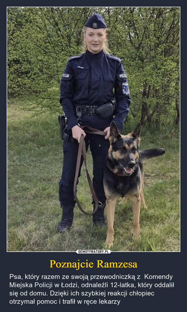 Poznajcie Ramzesa – Psa, który razem ze swoją przewodniczką z  Komendy Miejska Policji w Łodzi, odnaleźli 12-latka, który oddalił się od domu. Dzięki ich szybkiej reakcji chłopiec otrzymał pomoc i trafił w ręce lekarzy PILCIAPOL
